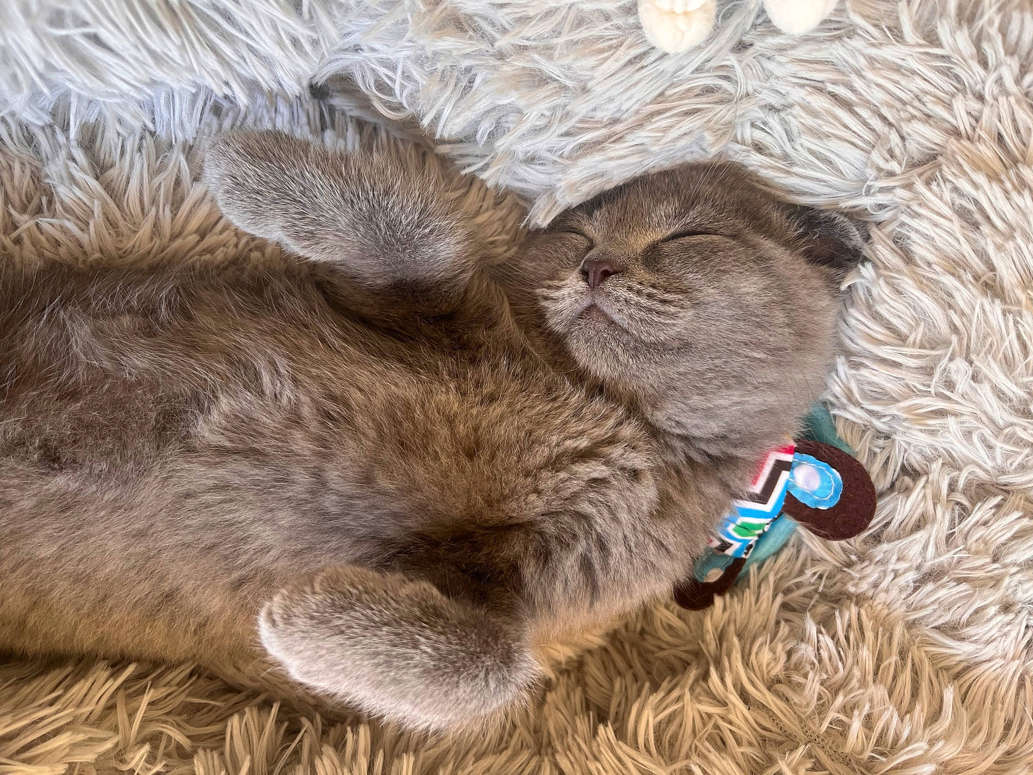 Boo participe au concours pour gagner de l'argent avec cette photo : carnivore, cat, comfort, electric_blue, fawn, felidae, fur, grass, liver, natural_material, paw, small_to_medium_sized_cats, soil, tail, terrestrial_animal, vertebrate, whiskers, wildlife, wood, working_animal