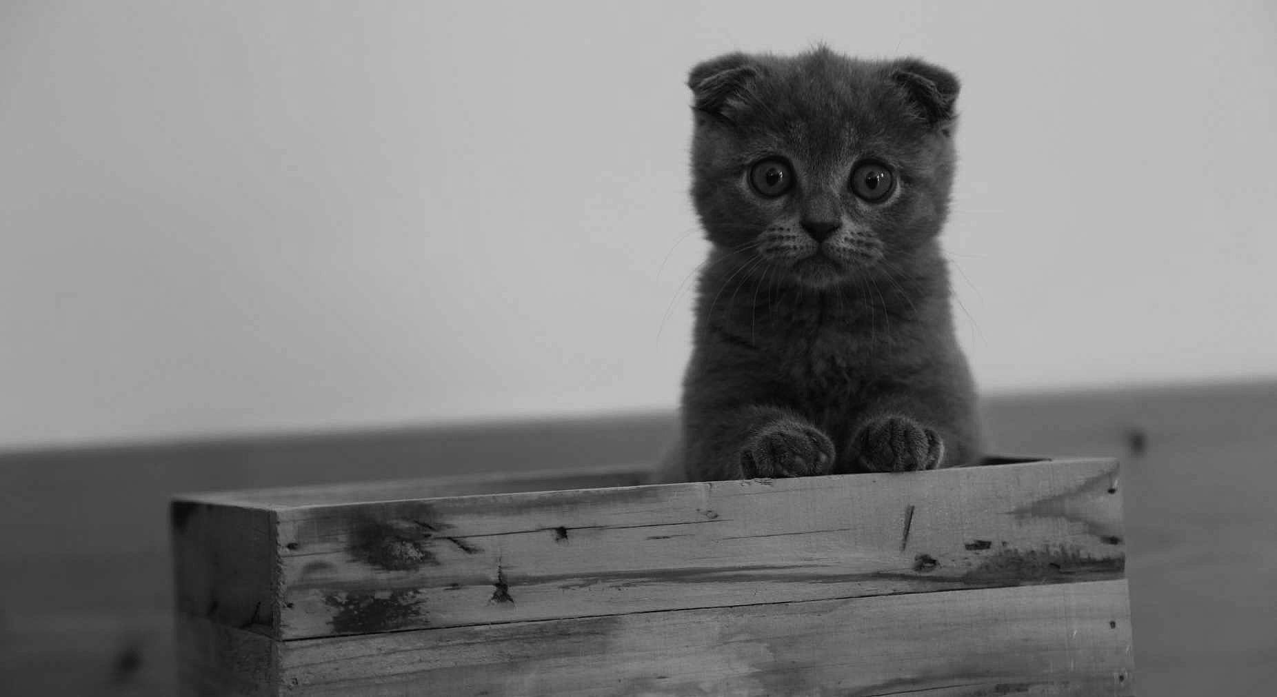 Boo participe au concours pour gagner de l'argent avec cette photo : black_and_white, black_cat, carnivore, cat, claw, domestic_short_haired_cat, felidae, fur, grey, monochrome, monochrome_photography, paw, small_to_medium_sized_cats, snout, tail, terrestrial_animal, water, whiskers, wildlife, wood