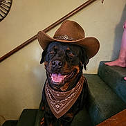 Rip is registered to the contest to win money with this photo: dog, rottweiler, cowboy_hat, bandana, stairs, carpet, indoor, pet, smiling, tongue_out, brown, black, canine, animal, domestic, happy, hat, portrait, home, friendly