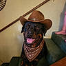 dog, rottweiler, cowboy_hat, bandana, stairs, carpet, indoor, pet, smiling, tongue_out, brown, black, canine, animal, domestic, happy, hat, portrait, home, friendly
