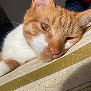 Rico participe au concours pour gagner de l'argent avec cette photo : cat, orange_cat, white_fur, close_up, sleepy, resting, cushion, patterned_fabric, indoor, pet, whiskers, ear, nose, fur_texture, sunlight, relaxation, mammal, animal, domestic_cat, quiet