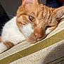 cat, orange_cat, white_fur, close_up, sleepy, resting, cushion, patterned_fabric, indoor, pet, whiskers, ear, nose, fur_texture, sunlight, relaxation, mammal, animal, domestic_cat, quiet