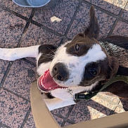Milo a rejoint le concours — aidez-le/la à gagner de superbes lots ! black_and_white, canine, chair, closeup, collar, daylight, dog, floor, happy, leash, looking_up, outdoor, pet, plastic_container, shadow, sitting, smiling, sunlight, tiled_floor, tongue_out