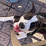 black_and_white, canine, chair, closeup, collar, daylight, dog, floor, happy, leash, looking_up, outdoor, pet, plastic_container, shadow, sitting, smiling, sunlight, tiled_floor, tongue_out