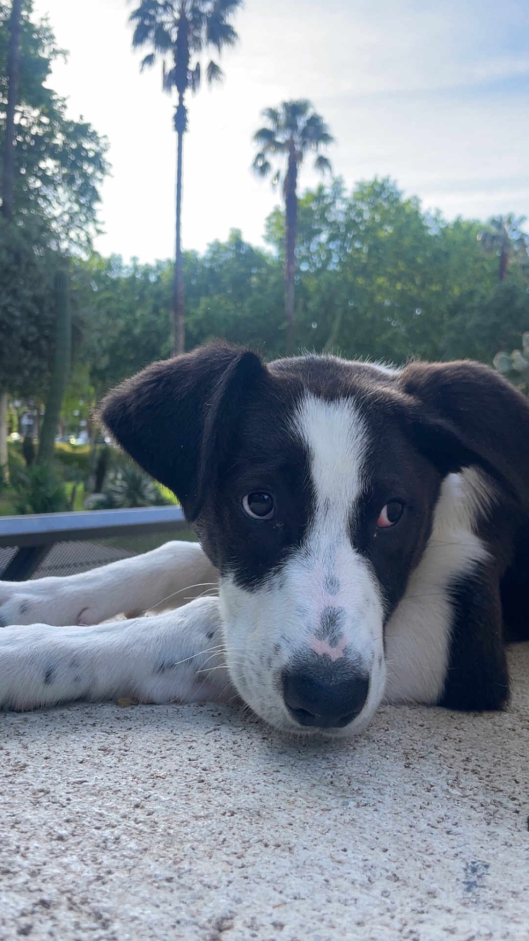 Milo