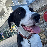 Milo a rejoint le concours — aidez-le/la à gagner de superbes lots ! black_and_white, building, canine, close_up, collar, daylight, dog, ears, fur, happy, leash, nose, outdoor, pet, sidewalk, sitting, smiling, stone_wall, tongue_out, urban