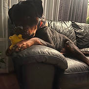 Reesie Cup joined the competition — help win amazing prizes! dog, rottweiler, toy, leather_couch, indoor, pet, bandana, chewing, furniture, curtains, plant, relaxed, animal, mammal, paw, snout, canine, home, domestic, cozy