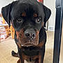 Reesie Cup is registered to the contest to win money with this photo: rottweiler, dog, pet, indoor, floor, tile, close_up, black_fur, brown_markings, sitting, canine, animal, household, curious, portrait, companion, mammal, domestic, fur, face