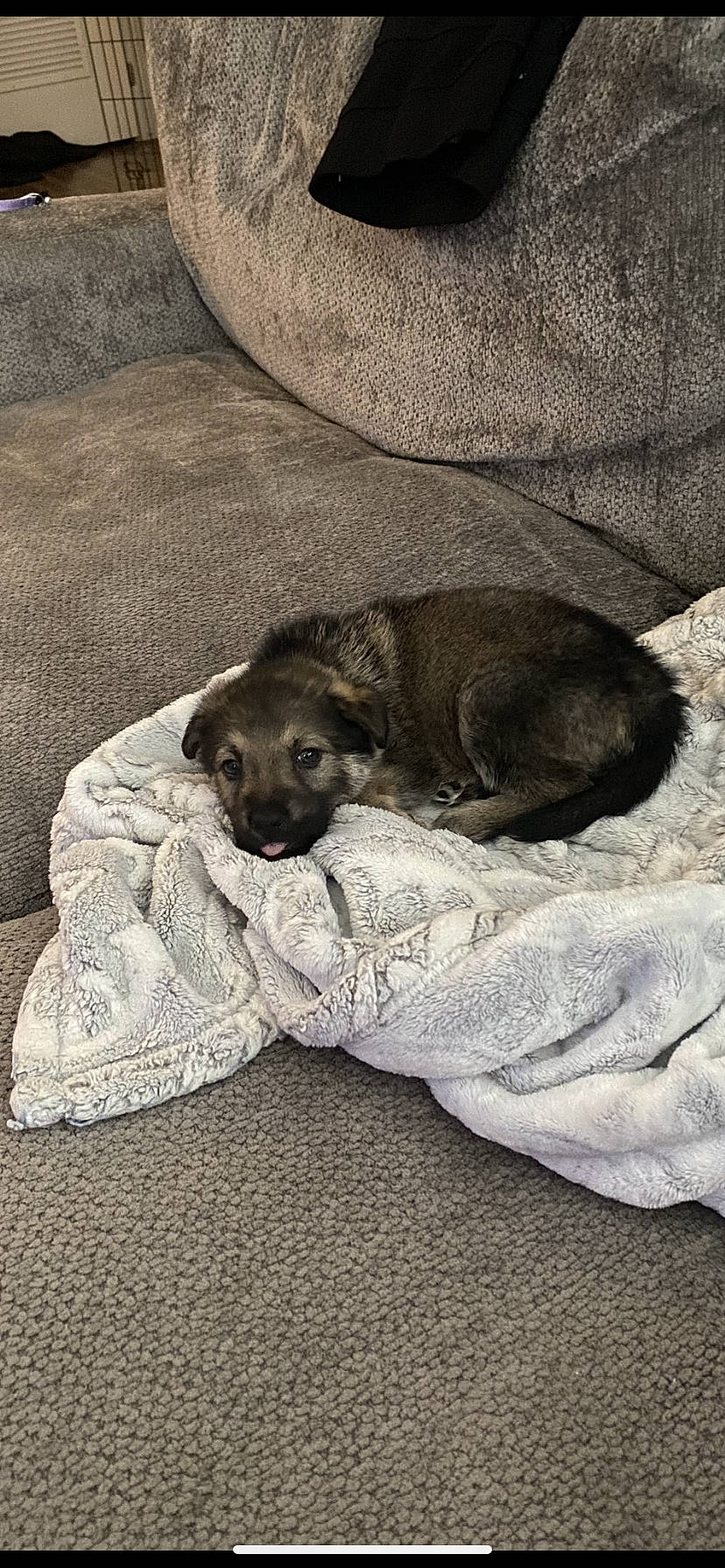 Stormi Roo is registered to the contest to win money with this photo: bedding, brown, canidae, carnivore, comfort, companion_dog, dog, dog_breed, flooring, fur, grey, linens, liver, rock, terrestrial_animal, wood, working_animal