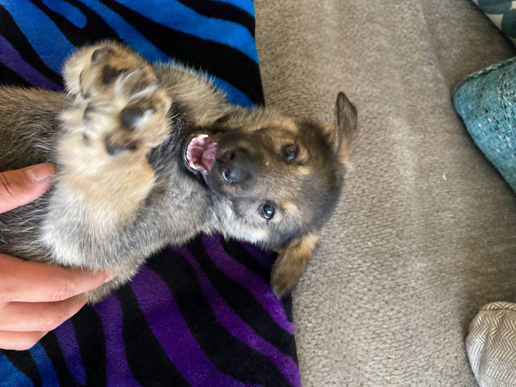 Stormi Roo is registered to the contest to win money with this photo: canidae, carnivore, claw, comfort, companion_dog, dog, dog_breed, fawn, fur, paw, snout, sporting_group