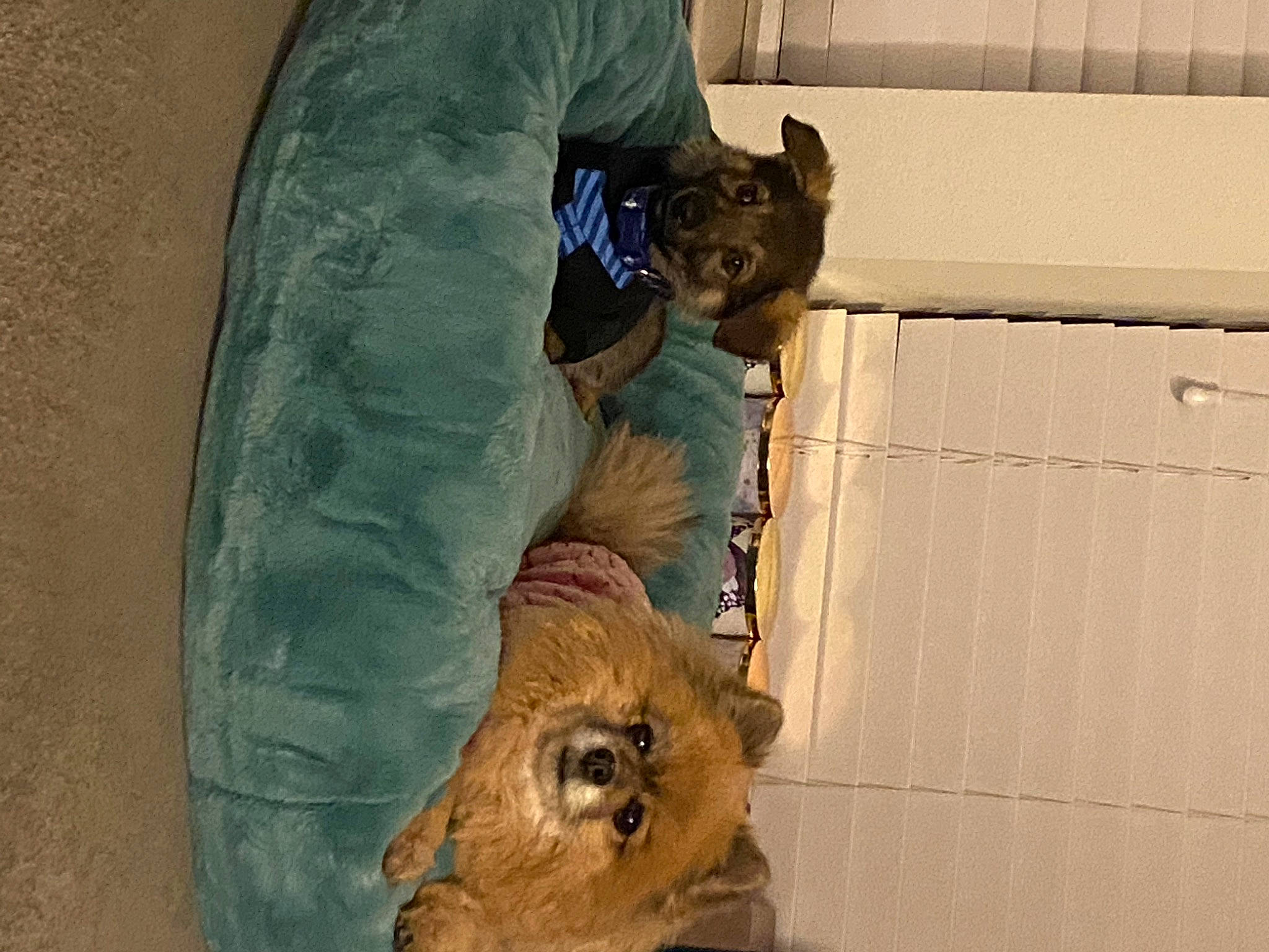 Stormi Roo joined the competition — help win amazing prizes! big_cats, canidae, carnivore, companion_dog, dog, dog_breed, door, fawn, fur, snout, sporting_group, terrestrial_animal, wood, working_animal