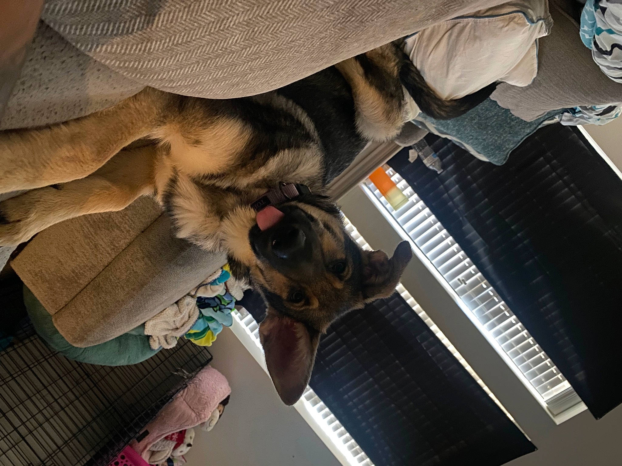 Stormi Roo is registered to the contest to win money with this photo: audio_equipment, auto_part, bag, canidae, carnivore, comfort, companion_dog, dog, dog_breed, eyewear, fawn, flooring, fur, hat, human_leg, room, shoe, sporting_group, working_animal