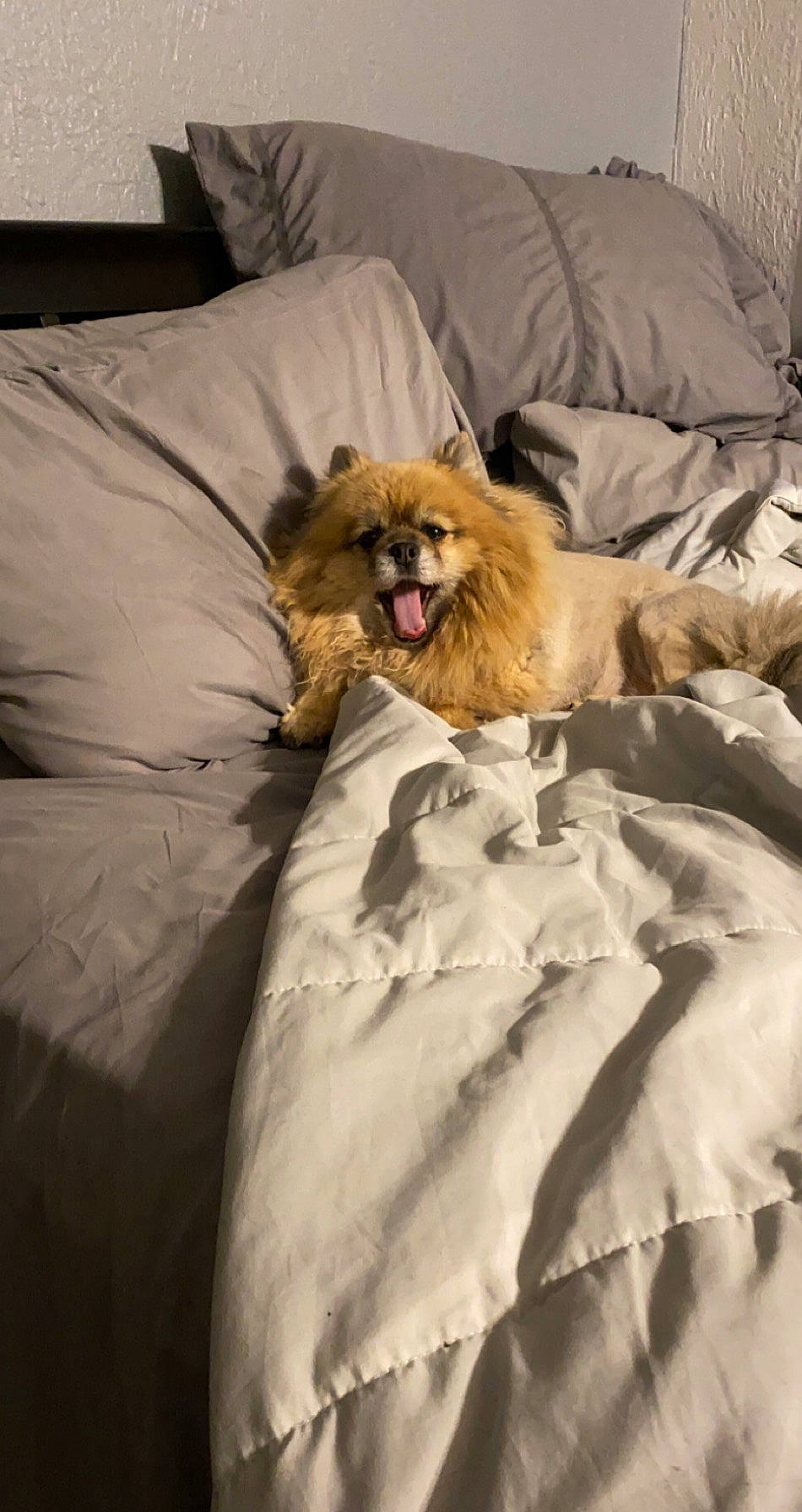 Boo joined the competition — help win amazing prizes! bed, bed_sheet, canidae, carnivore, comfort, companion_dog, dog, dog_breed, fawn, fur, furniture, non_sporting_group, pekingese, pomeranian, shih_tzu, spitz, textile, tibetan_spaniel, toy_dog