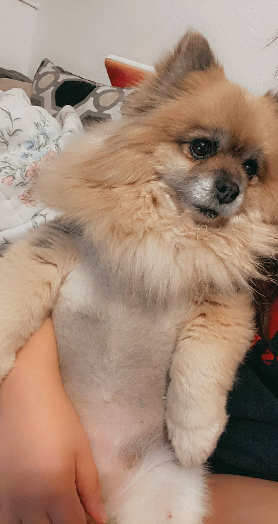 Boo joined the competition — help win amazing prizes! canidae, carnivore, companion_dog, dog, dog_breed, fawn, fur, german_spitz, german_spitz_klein, german_spitz_mittel, mammal, non_sporting_group, pomeranian, puppy, skin, snout, spitz, sporting_group, vertebrate, volpino_italiano