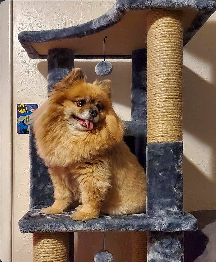 Boo is registered to the contest to win money with this photo: ancient_dog_breeds, canidae, carnivore, companion_dog, dog, dog_breed, fawn, german_spitz, mammal, pomeranian, spitz, toy_dog, vertebrate