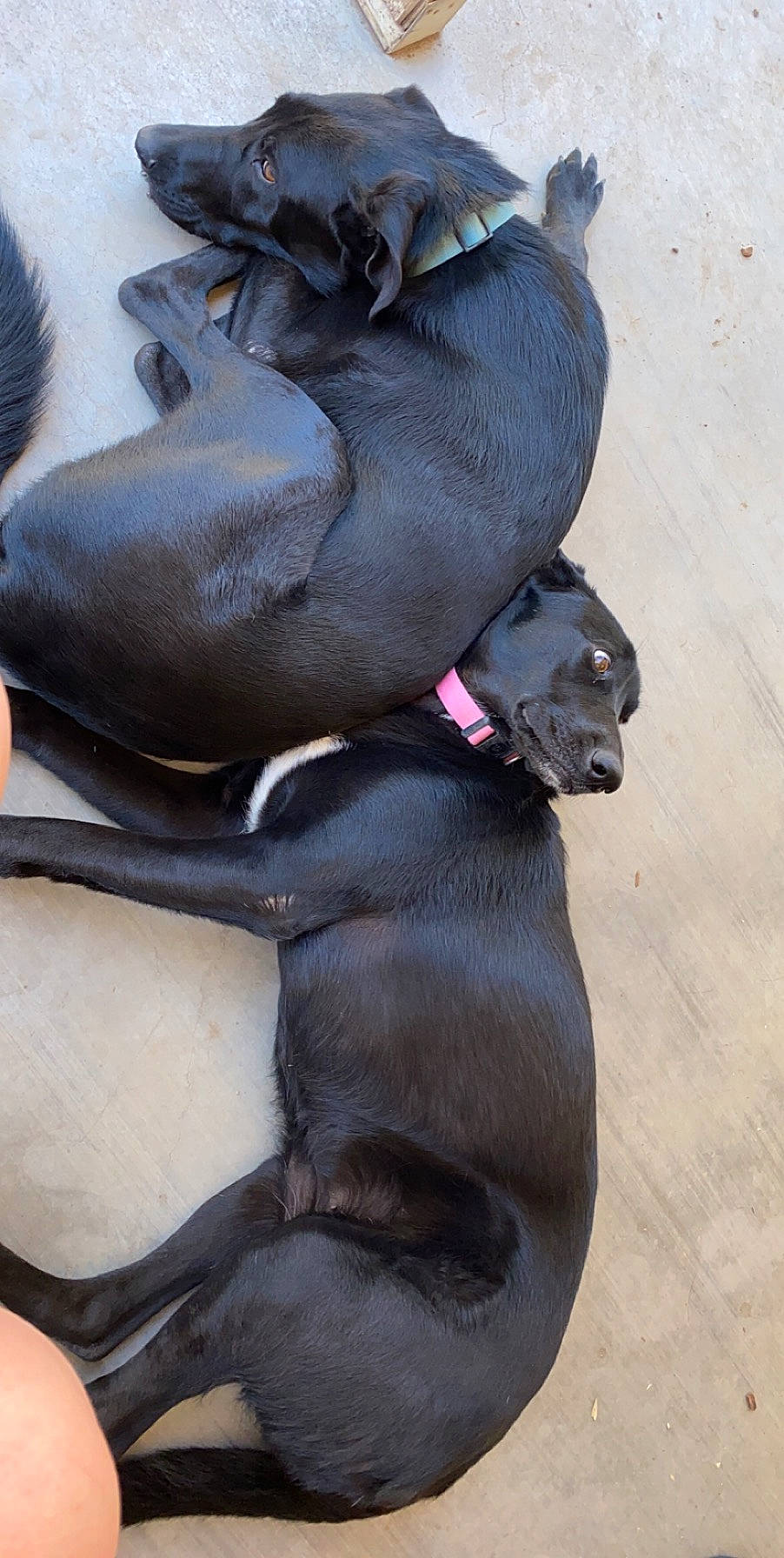 Arya is registered to the contest to win money with this photo: canidae, carnivore, dog, dog_breed, peruvian_hairless_dog, snout, sporting_group