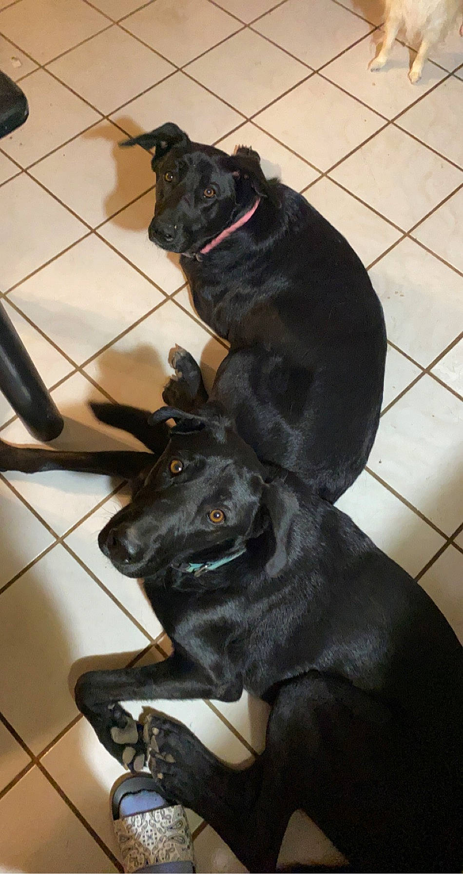 Arya is registered to the contest to win money with this photo: borador, cane_corso, canidae, carnivore, companion_dog, dog, dog_breed, flat_coated_retriever, formosan_mountain_dog, guard_dog, labrador_retriever, patterdale_terrier, retriever, sporting_group