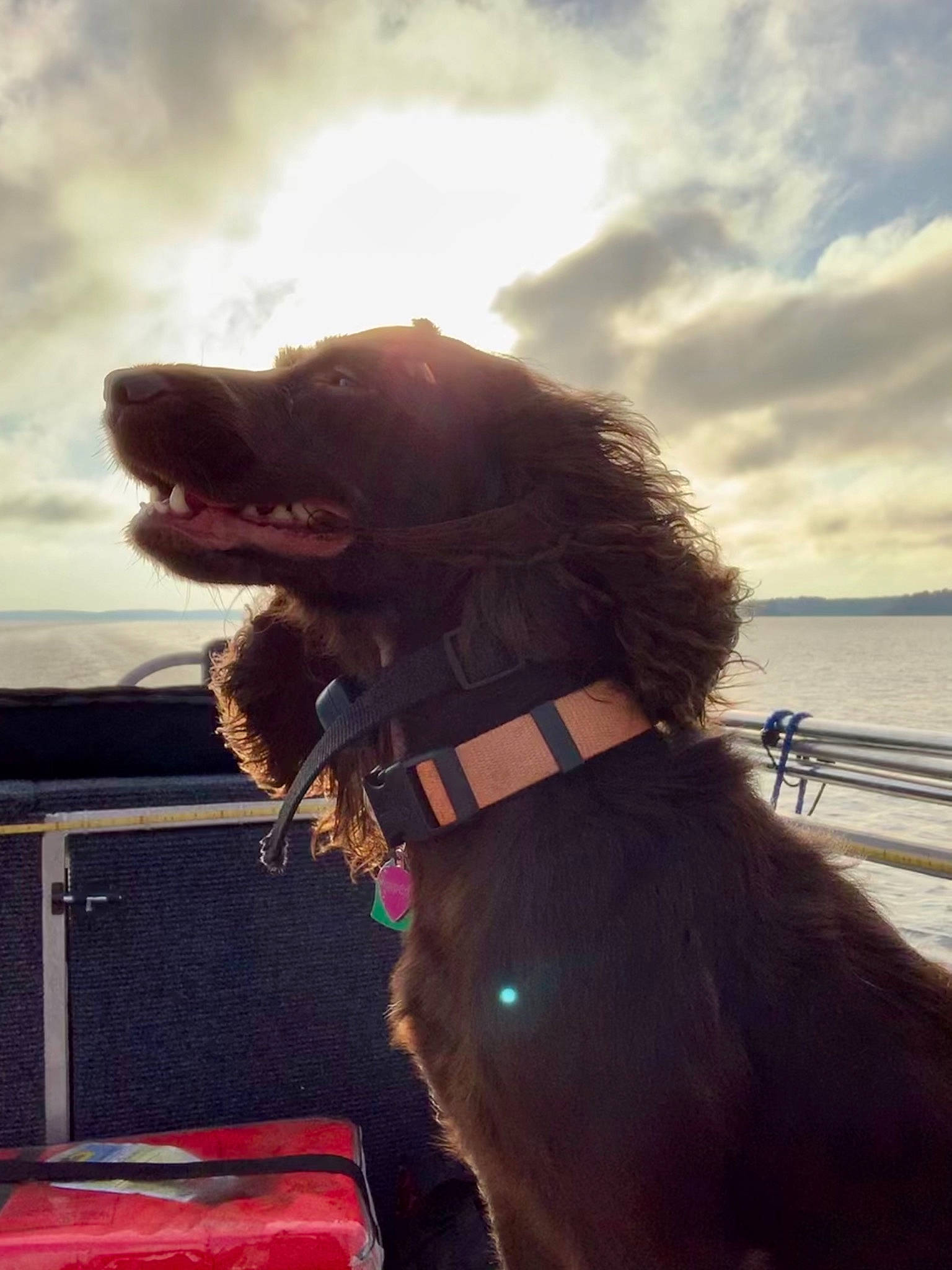 Aspen joined the competition — help win amazing prizes! canidae, carnivore, cocker_spaniel, collar, companion_dog, dog, dog_breed, dog_collar, dog_supply, fur, leash, liver, pet_supply, snout, sporting_group, sunlight, tongue, tooth, vertebrate, working_animal