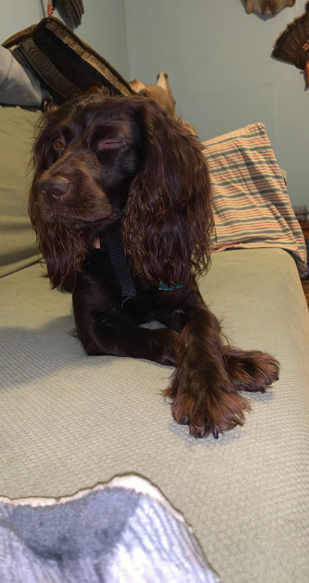 Aspen joined the competition — help win amazing prizes! boykin_spaniel, brown, canidae, carnivore, companion_dog, dog, dog_breed, fur, german_spaniel, gun_dog, home_accessories, lamp, linens, liver, snout, spaniel, sporting_group, sussex_spaniel, vertebrate, working_animal