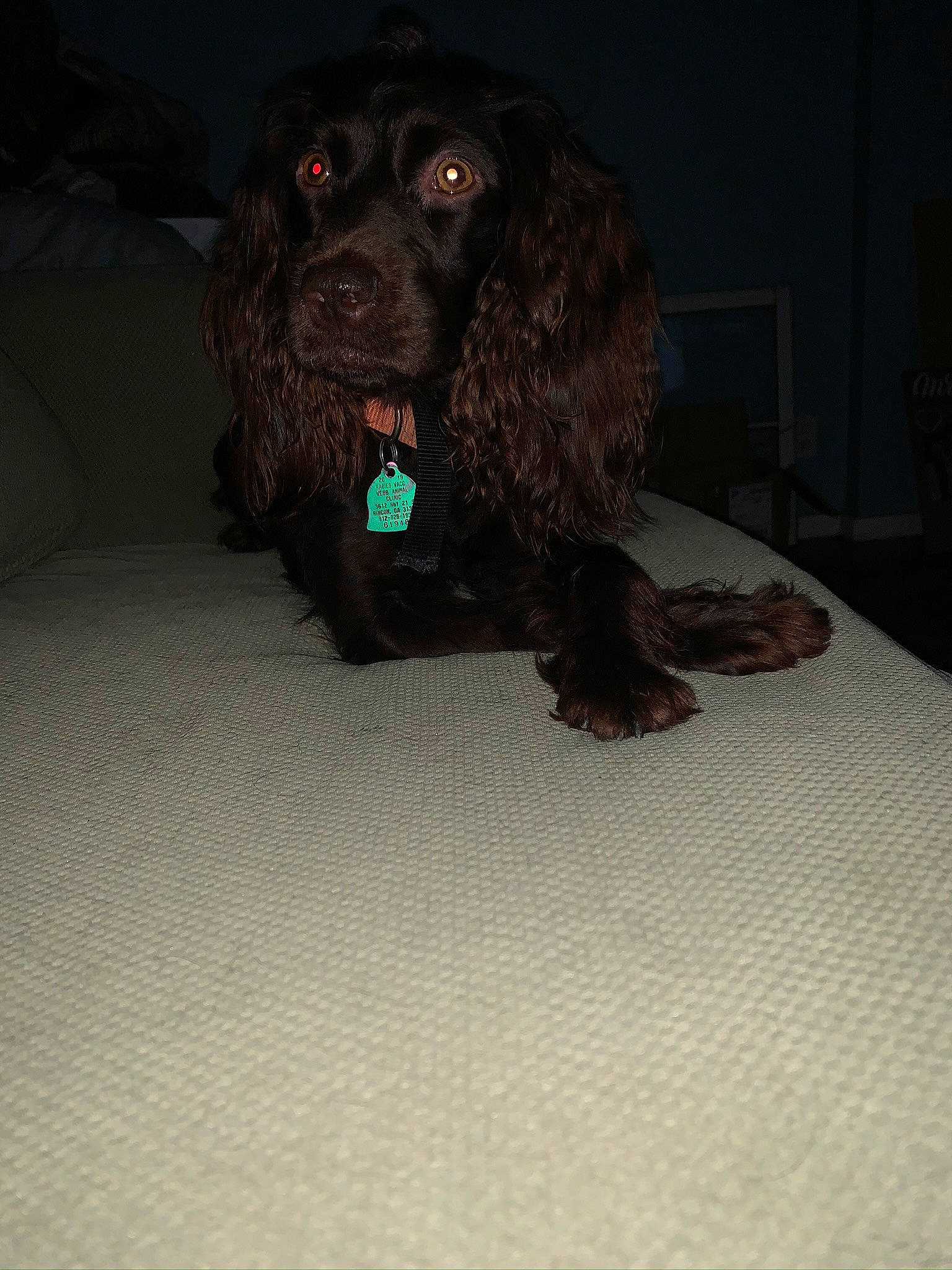 Aspen is registered to the contest to win money with this photo: boykin_spaniel, brown, canidae, carnivore, cocker_spaniel, companion_dog, dog, dog_breed, fur, gun_dog, linens, liver, snout, spaniel, sporting_group, sussex_spaniel, water_dog, working_animal, working_dog