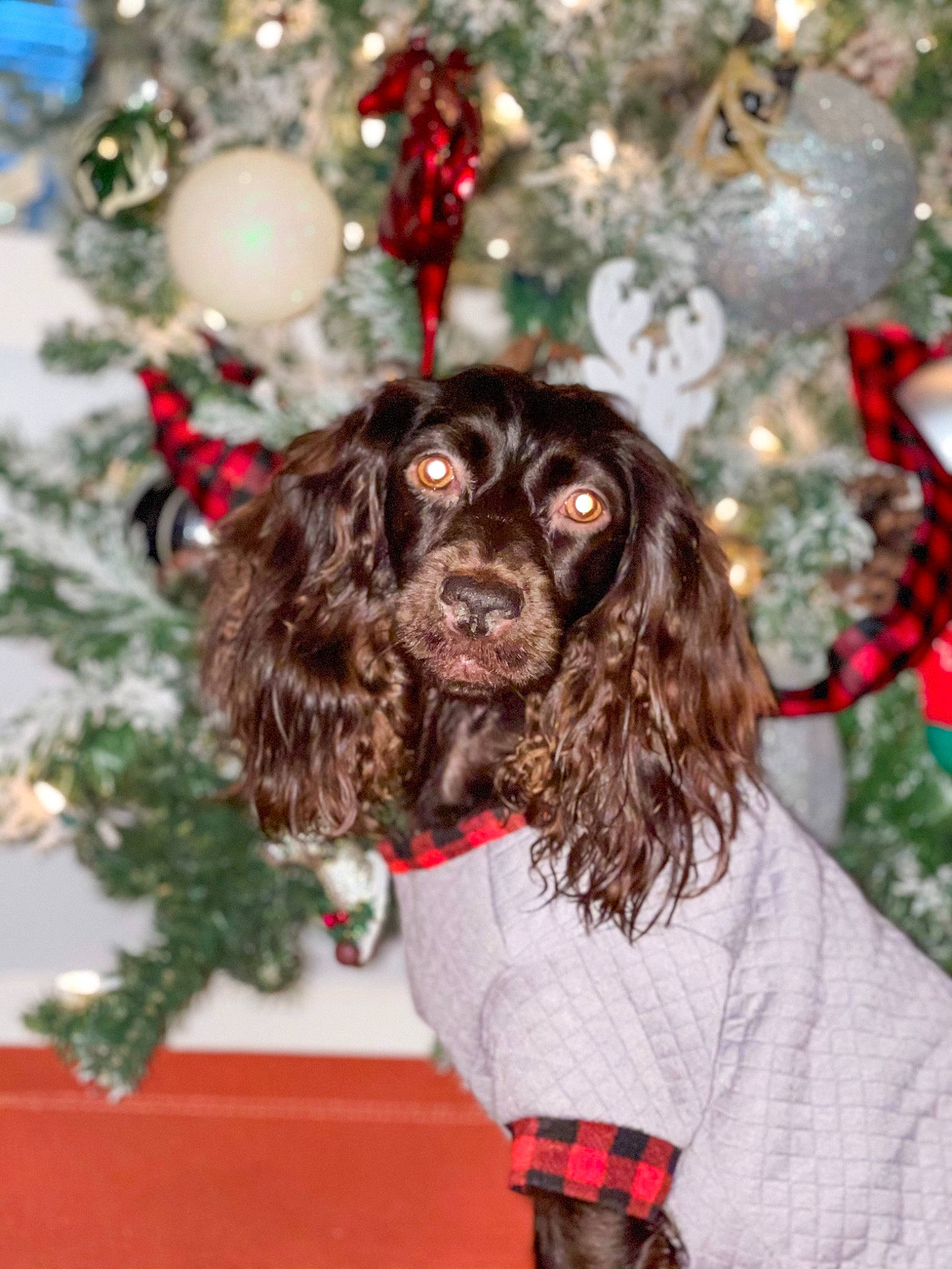 Aspen joined the competition — help win amazing prizes! canidae, carmine, carnivore, christmas, christmas_decoration, christmas_ornament, cocker_spaniel, companion_dog, conifer, dog, dog_breed, fur, holiday, liver, snout, spaniel, sporting_group, sweater, vertebrate, working_animal