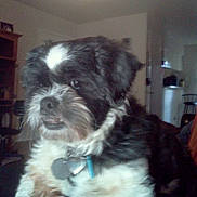 Budd is registered to the contest to win money with this photo: dog, black, white, fur, pet, indoor, collar, tag, curious, scruffy, home, living_room, furniture, light, animal, cute, companion, domestic, portrait, sitting