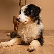 Ike participe au concours pour gagner de l'argent avec cette photo : puppy, dog, tricolor, fluffy, indoor, wooden_floor, basket, pet, canine, lying_down, young_dog, curious, calm, brown_background, fur, animal, portrait, side_view, domestic_animal, cute