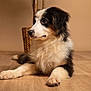 puppy, dog, tricolor, fluffy, indoor, wooden_floor, basket, pet, canine, lying_down, young_dog, curious, calm, brown_background, fur, animal, portrait, side_view, domestic_animal, cute