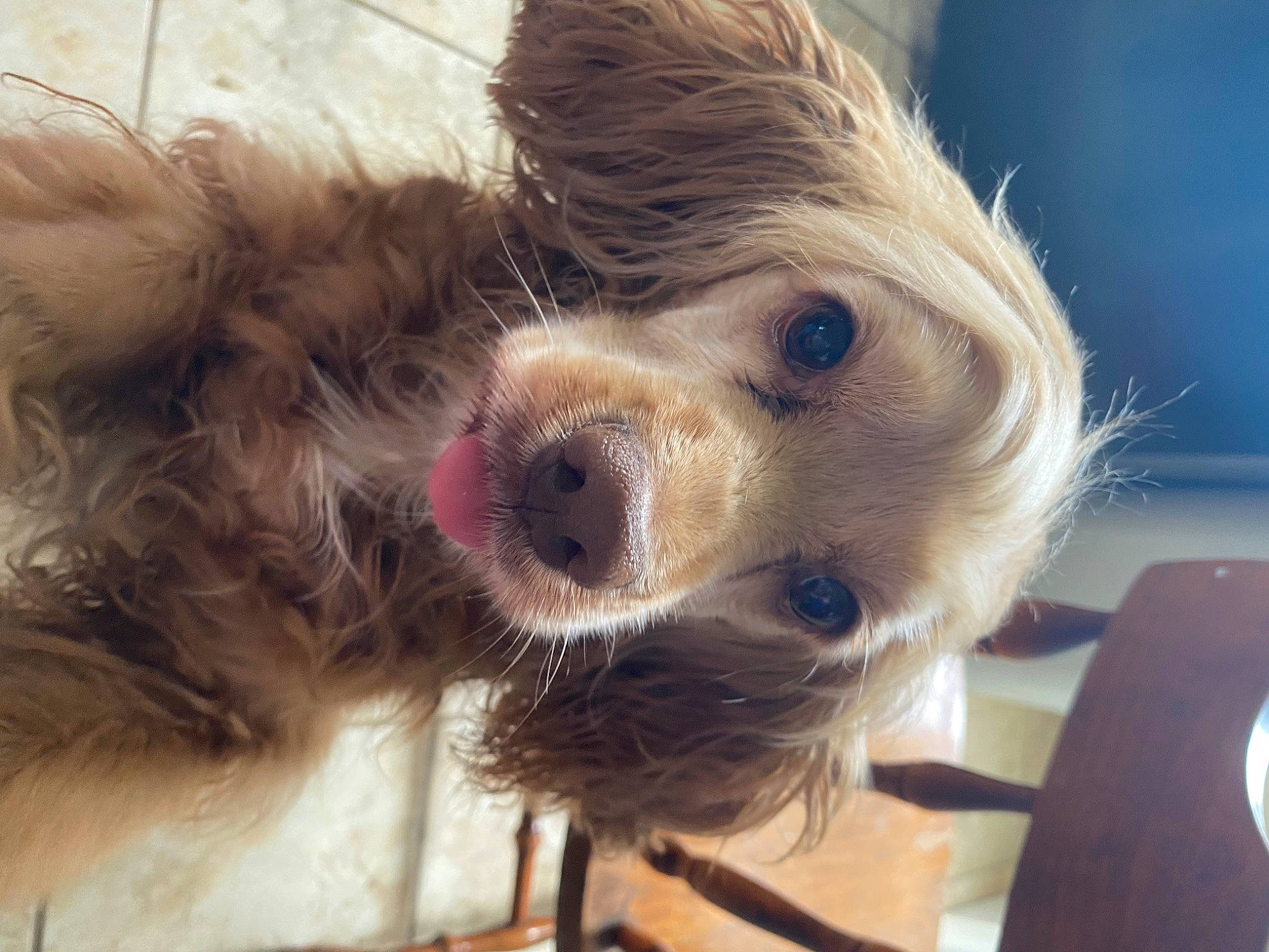 Luna is registered to the contest to win money with this photo: canidae, carnivore, chair, companion_dog, dog, dog_breed, ear, eyelash, fur, liver, paw, puppy_love, selfie, small_terrier, snout, sporting_group, terrier, toy_dog, whiskers, working_animal