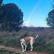 Flokie a rejoint le concours — aidez-le/la à gagner de superbes lots ! dog, outdoor, nature, rainbow, grass, tree, sky, path, brown_and_white, animal, canine, field, sunlight, daytime, scenery, landscape, wild, curious, pet, walking