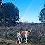 dog, outdoor, nature, rainbow, grass, tree, sky, path, brown_and_white, animal, canine, field, sunlight, daytime, scenery, landscape, wild, curious, pet, walking