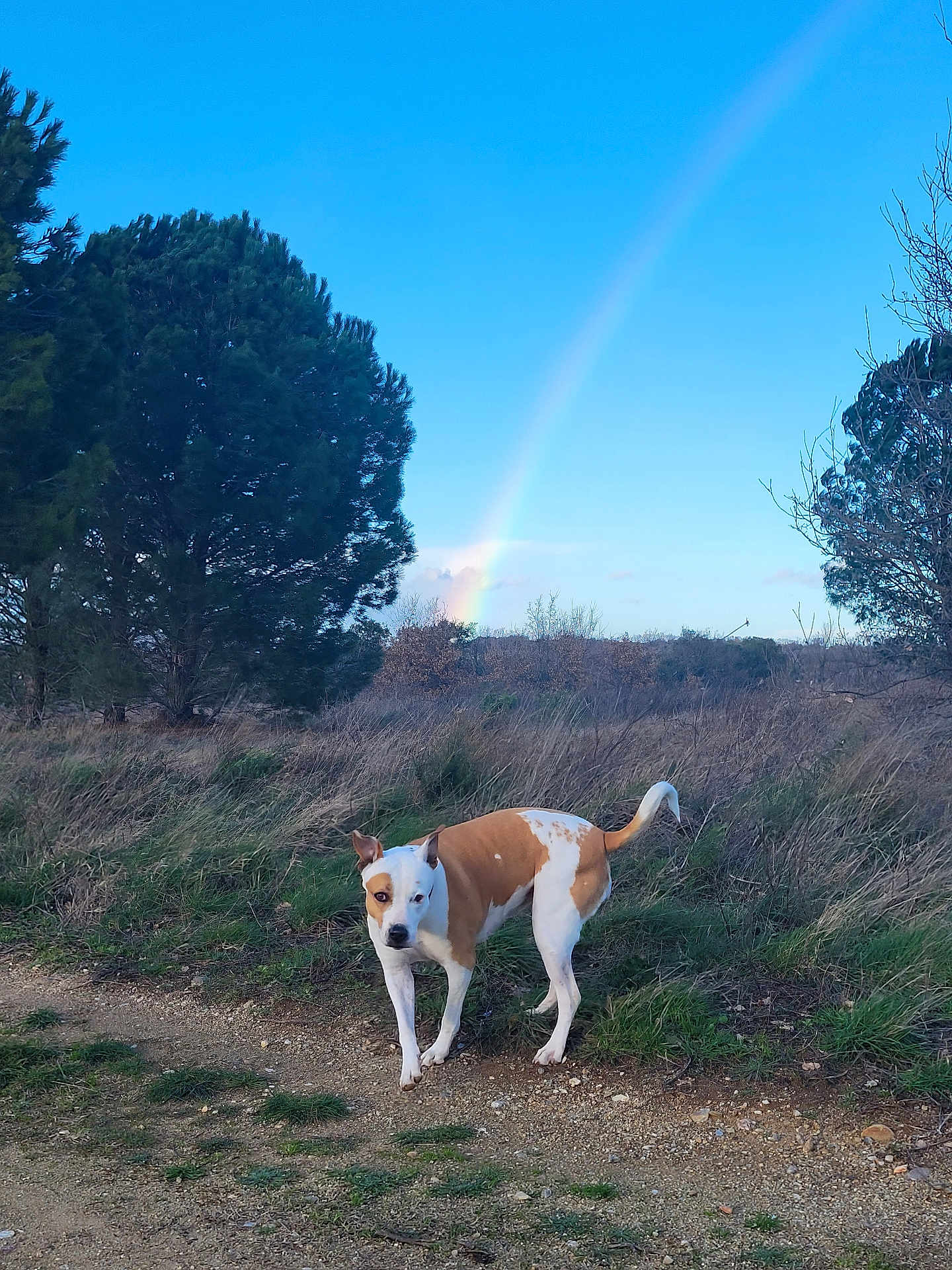 Flokie a rejoint le concours — aidez-le/la à gagner de superbes lots ! dog, outdoor, nature, rainbow, grass, tree, sky, path, brown_and_white, animal, canine, field, sunlight, daytime, scenery, landscape, wild, curious, pet, walking