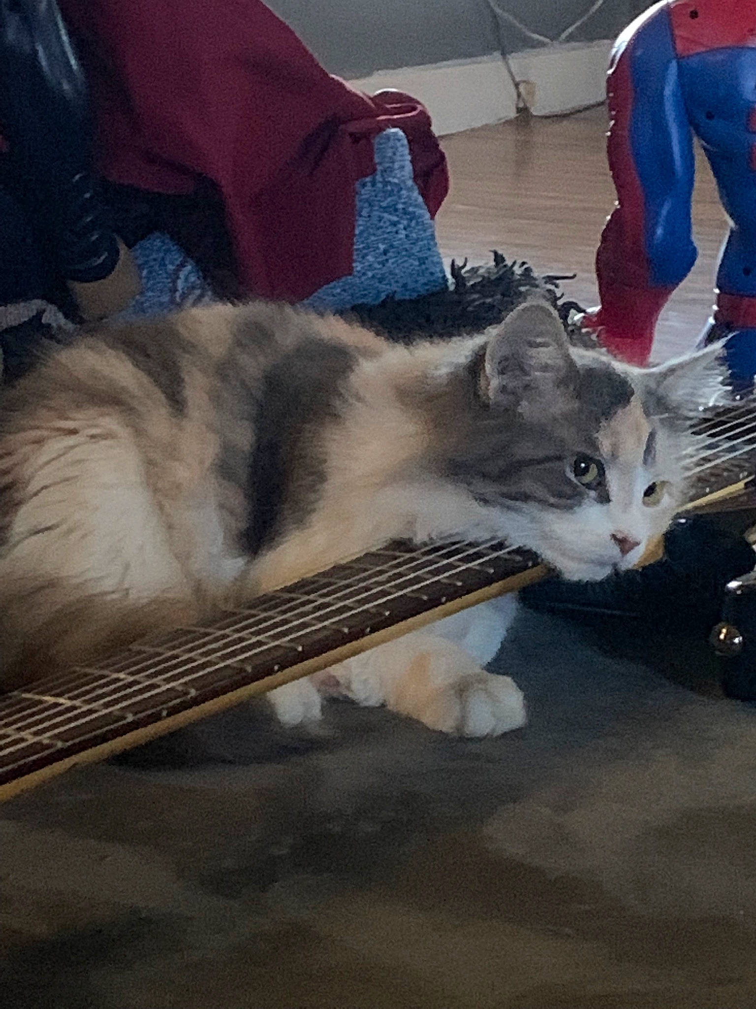 Jynx is registered to the contest to win money with this photo: canidae, carnivore, cat, chair, comfort, domestic_short_haired_cat, felidae, flooring, fur, human_leg, lap, metal, nap, paw, small_to_medium_sized_cats, tail, whiskers, wood