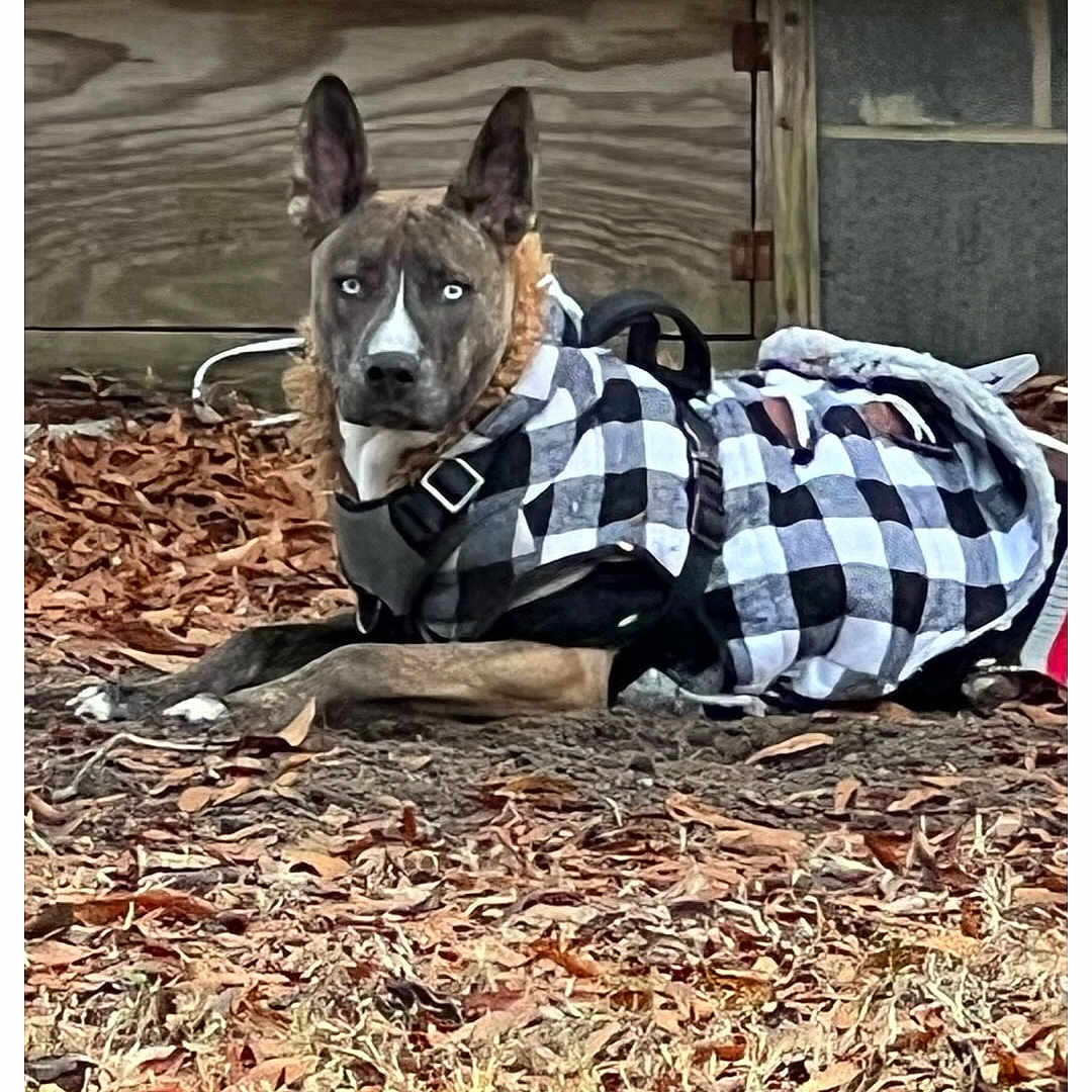 Tina May is registered to the contest to win money with this photo: animal, architecture, blanket, building, bulldog, canine, countryside, dog, hound, husky, indoors, interiordesign, nature, outdoors, pet, puppy, shelter, soil, straw, wood