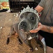Juniper is registered to the contest to win money with this photo: dog, tiara, indoor, carpet, person, hand, cage, pet, gray_dog, animal, cute, portrait, sitting, jewelry, furniture, domestic, fluff, toy, casual, human