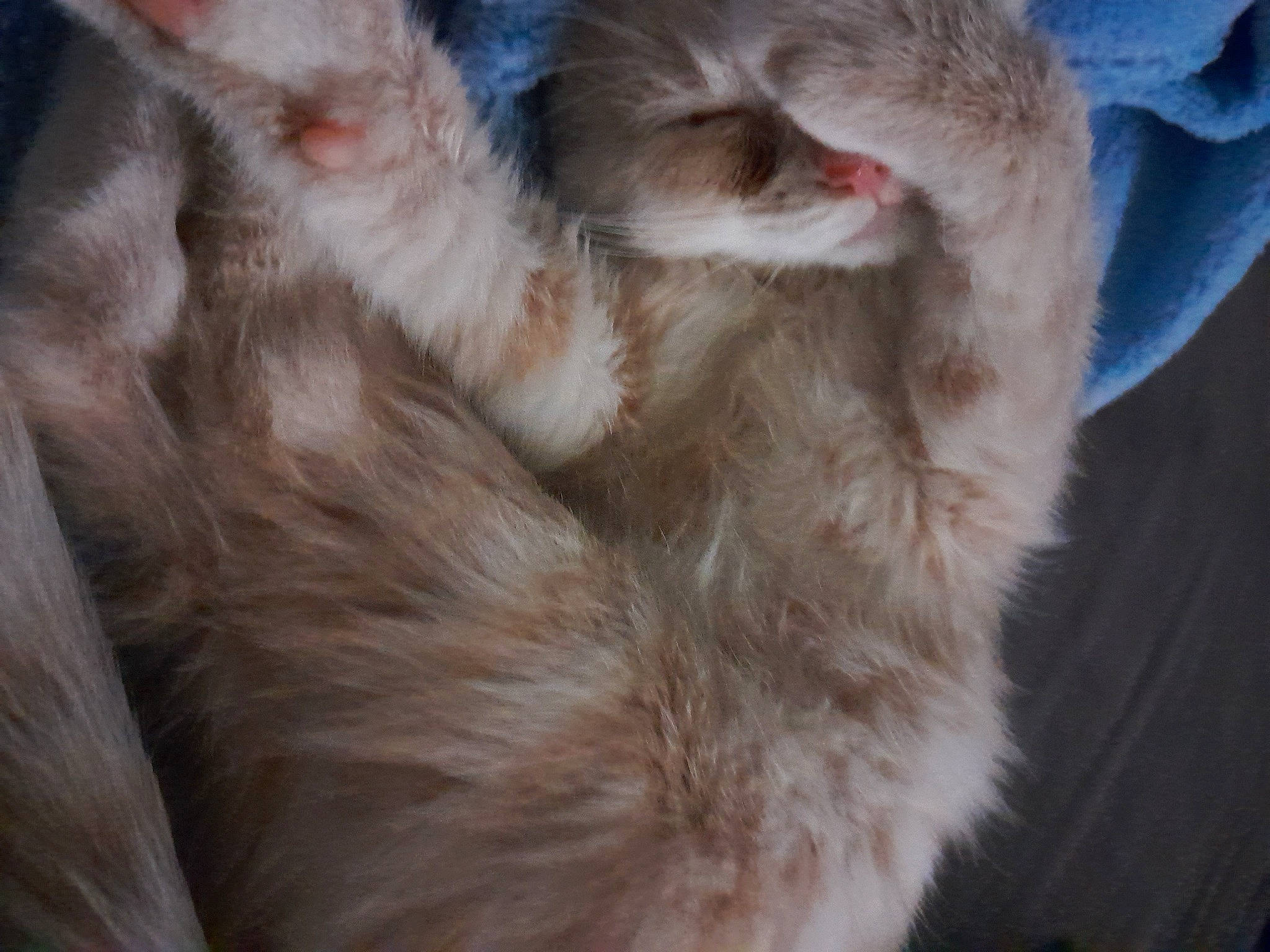 Milouf a rejoint le concours — aidez-le/la à gagner de superbes lots ! carnivore, cat, claw, domestic_short_haired_cat, electric_blue, felidae, fur, natural_material, paw, small_to_medium_sized_cats, tail, whiskers