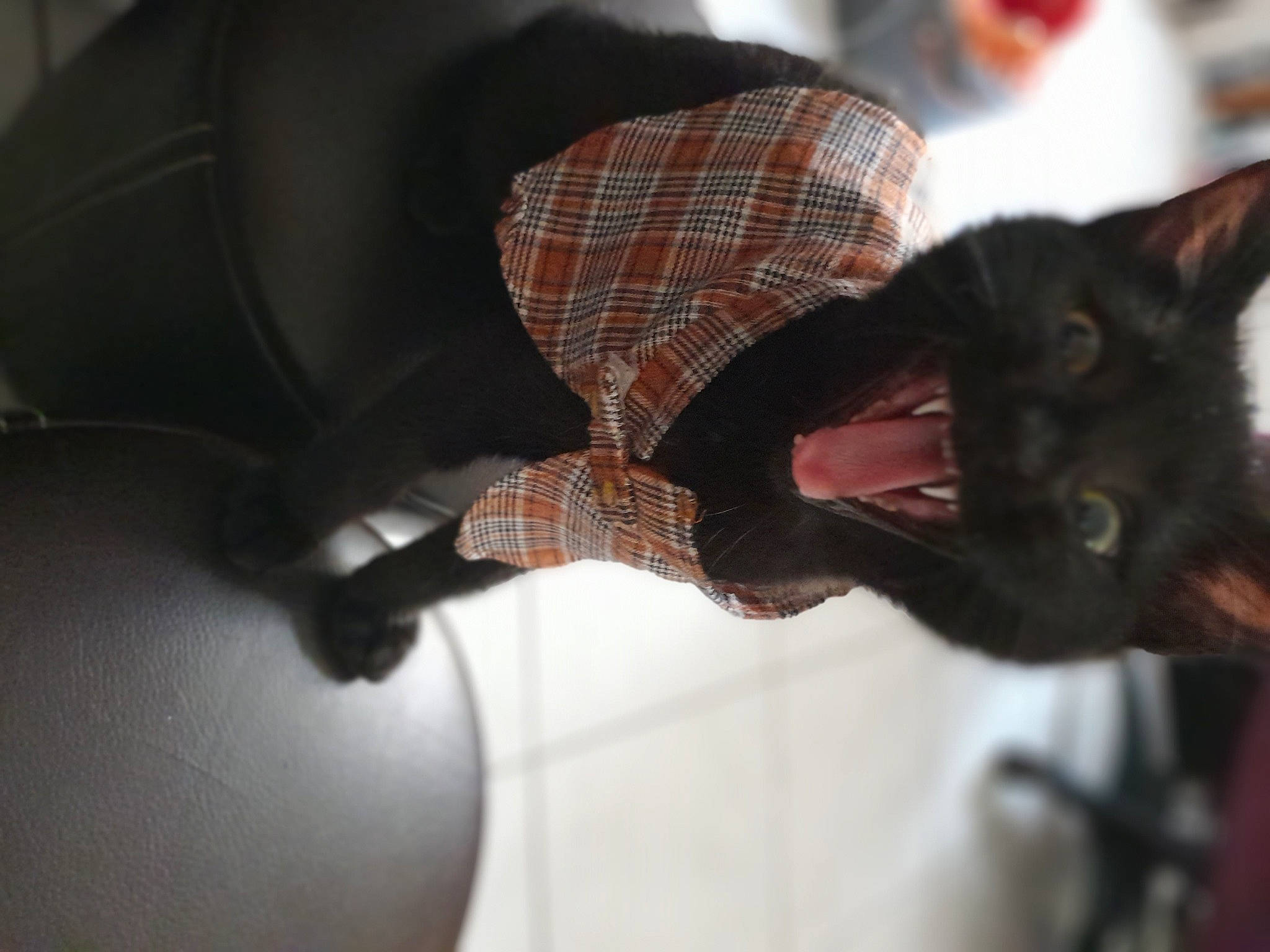 Tweesty a rejoint le concours — aidez-le/la à gagner de superbes lots ! black_cat, carnivore, cat, comfort, domestic_short_haired_cat, ear, eyewear, fashion_accessory, felidae, fictional_character, fur, pattern, personal_protective_equipment, plaid, small_to_medium_sized_cats, snout, sunglasses, tail, tartan, whiskers