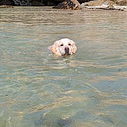 Sunny a rejoint le concours — aidez-le/la à gagner de superbes lots ! dog, golden_retriever, swimming, water, rocks, stone_wall, outdoor, nature, animal, pet, calm, shallow_water, summer, daylight, canine, head, face, wet, recreation, relaxation