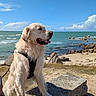 Sunny a rejoint le concours — aidez-le/la à gagner de superbes lots ! dog, golden_retriever, harness, stone_bench, beach, sea, rocks, sky, clouds, sunny, outdoor, water, nature, animal, pet, coast, landscape, grass, sand, daytime
