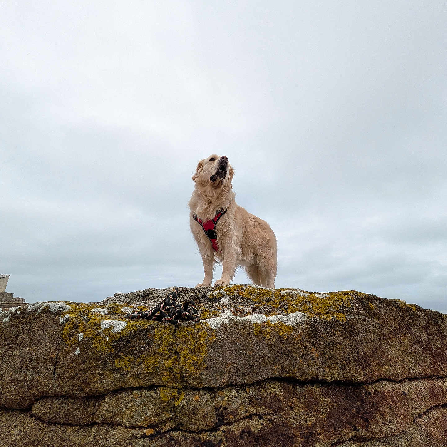 Sunny participe au concours pour gagner de l'argent avec cette photo : dog, golden_retriever, rock, moss, outdoor, cloudy_sky, animal, pet, standing, nature, landscape, fur, leash, adventure, scenic, wildlife, canine, majestic, guard, hiking
