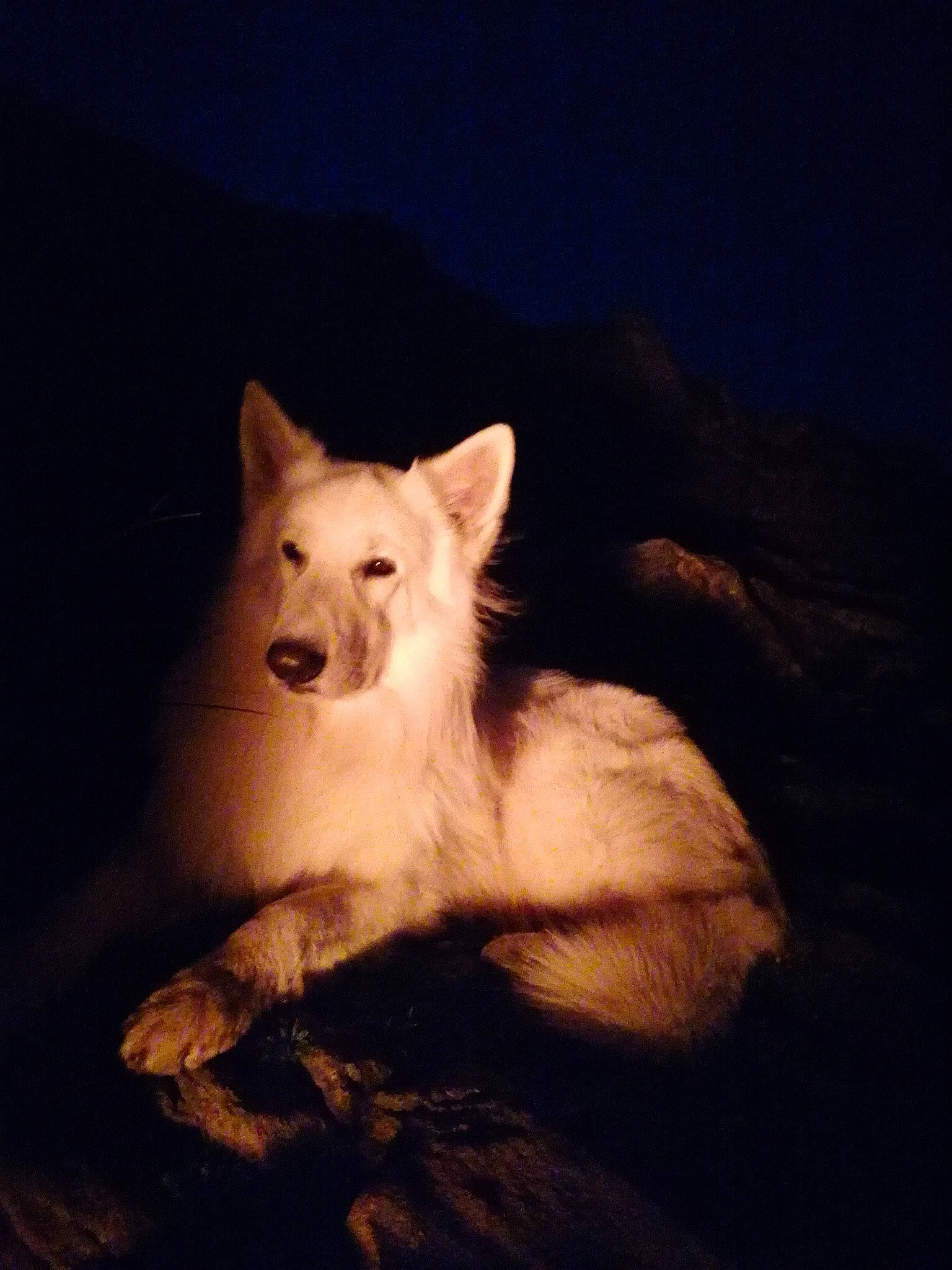 Phantom a rejoint le concours — aidez-le/la à gagner de superbes lots ! ancient_dog_breeds, canidae, carnivore, cloud, companion_dog, darkness, dog, dog_breed, flash_photography, fur, happy, landscape, love, midnight, night, sky, snout, terrestrial_animal, whiskers, wildlife