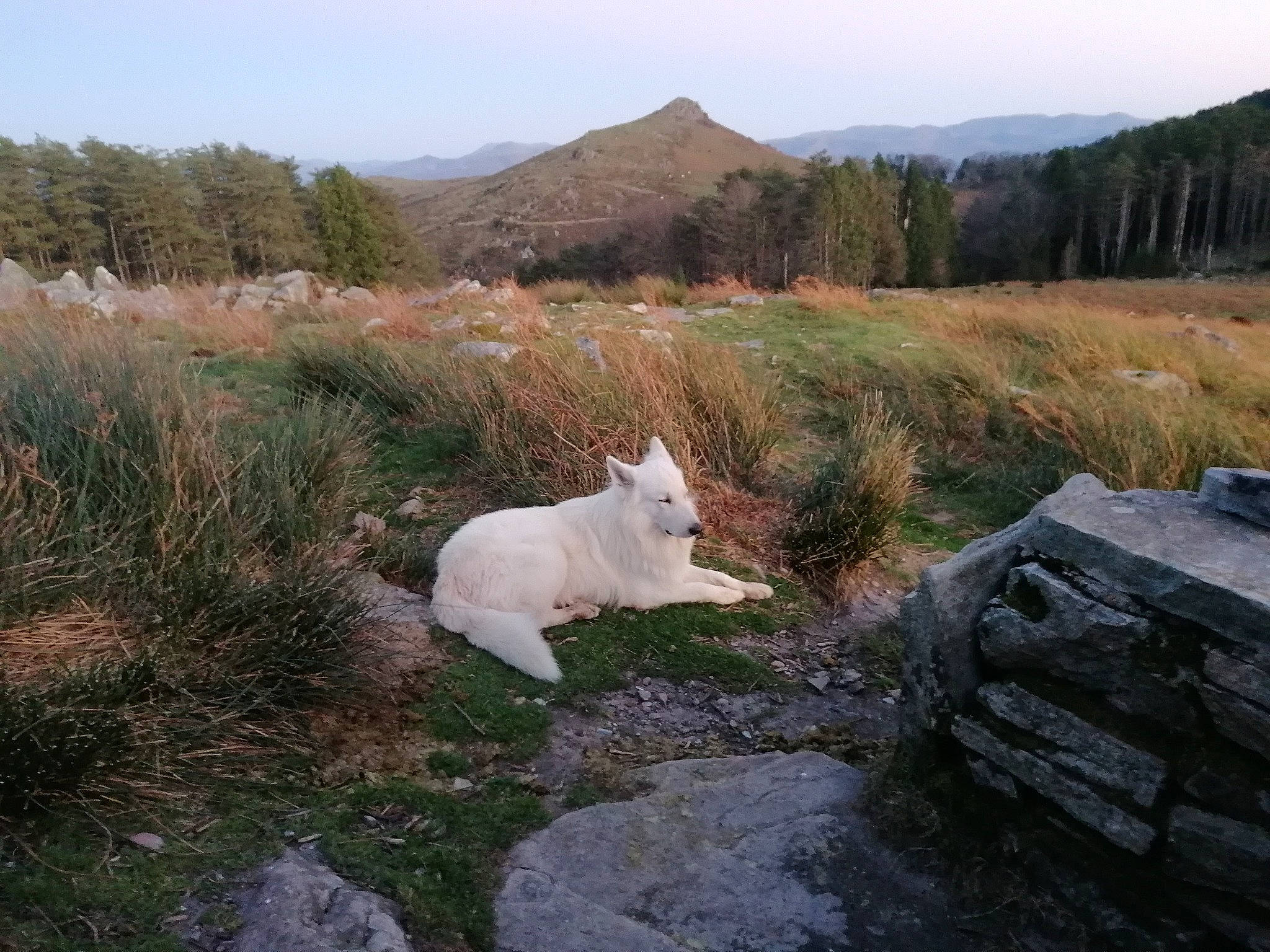 Phantom a rejoint le concours — aidez-le/la à gagner de superbes lots ! canidae, carnivore, companion_dog, dog, dog_breed, fawn, grass, grassland, hill, landscape, mountain, natural_landscape, pasture, plant, rock, sky, sporting_group, tail, tree, wildlife