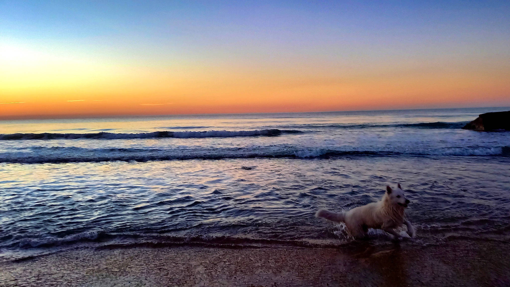Phantom participe au concours pour gagner de l'argent avec cette photo : afterglow, beach, carnivore, cloud, companion_dog, dog, dog_breed, dusk, fawn, horizon, landscape, natural_landscape, ocean, sky, sporting_group, sunrise, sunset, water, wind_wave, wood