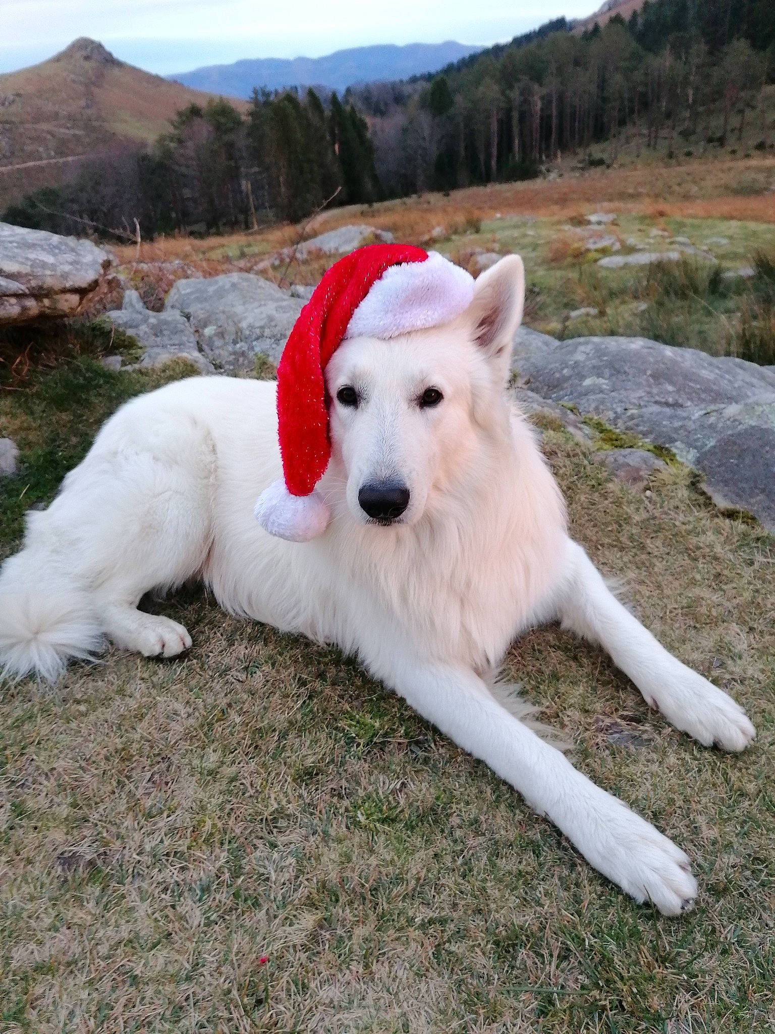 Phantom a rejoint le concours — aidez-le/la à gagner de superbes lots ! adventure, canidae, carnivore, cloud, companion_dog, dog, dog_breed, grass, hill, landscape, mountain, mountain_range, plant, sky, sporting_group, tail, tree, winter, working_dog