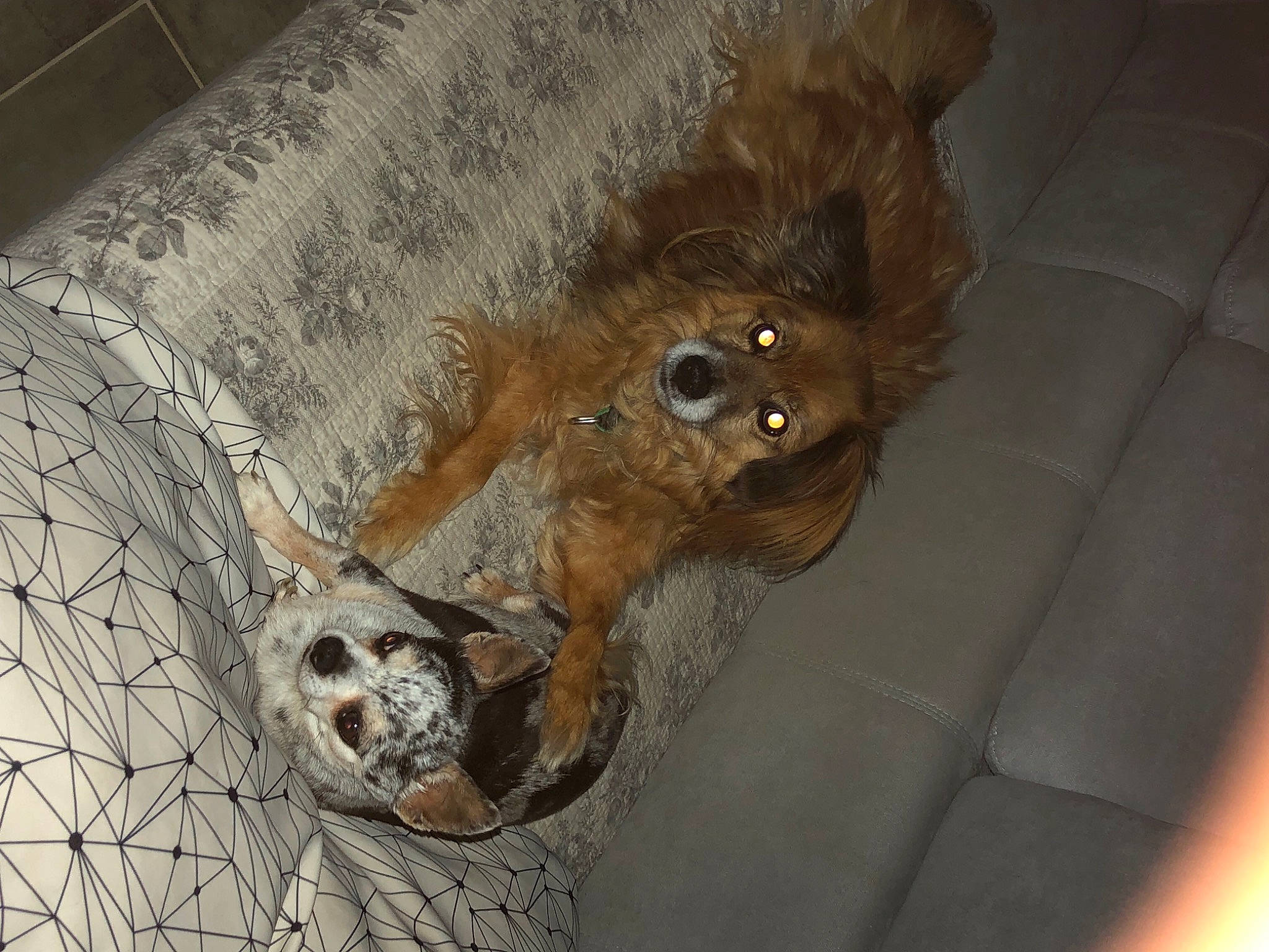 Crunchy a rejoint le concours — aidez-le/la à gagner de superbes lots ! auto_part, canidae, carnivore, claw, dog_breed, fawn, fur, metal, paw, skull, snout, sporting_group, stuffed_toy, terrestrial_animal, twig, whiskers, wildlife, wood, working_animal