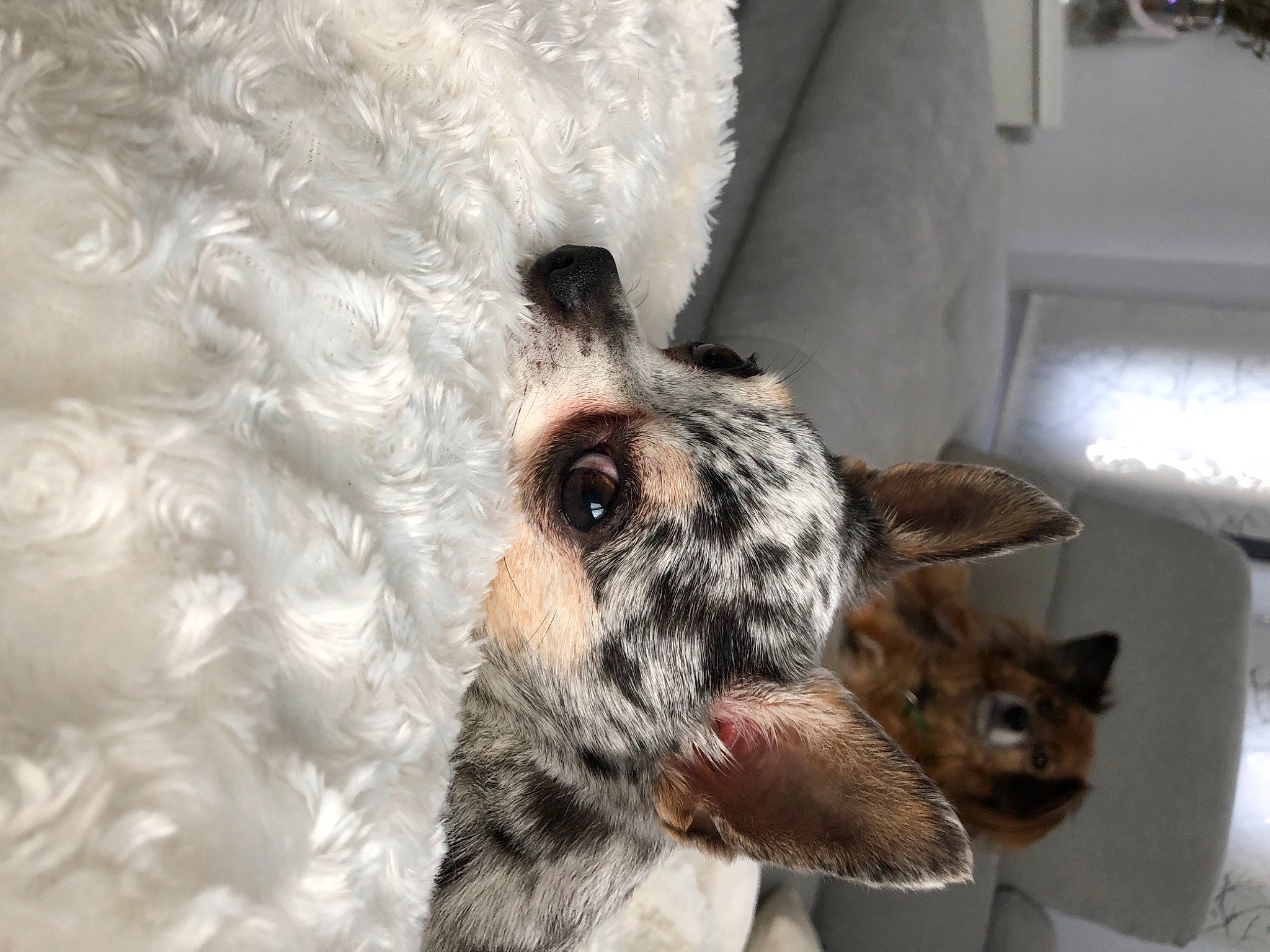 Crunchy a rejoint le concours — aidez-le/la à gagner de superbes lots ! carnivore, cat, claw, dog_breed, domestic_short_haired_cat, fawn, felidae, fur, paw, small_to_medium_sized_cats, snout, tail, terrestrial_animal, whiskers, wildlife, window