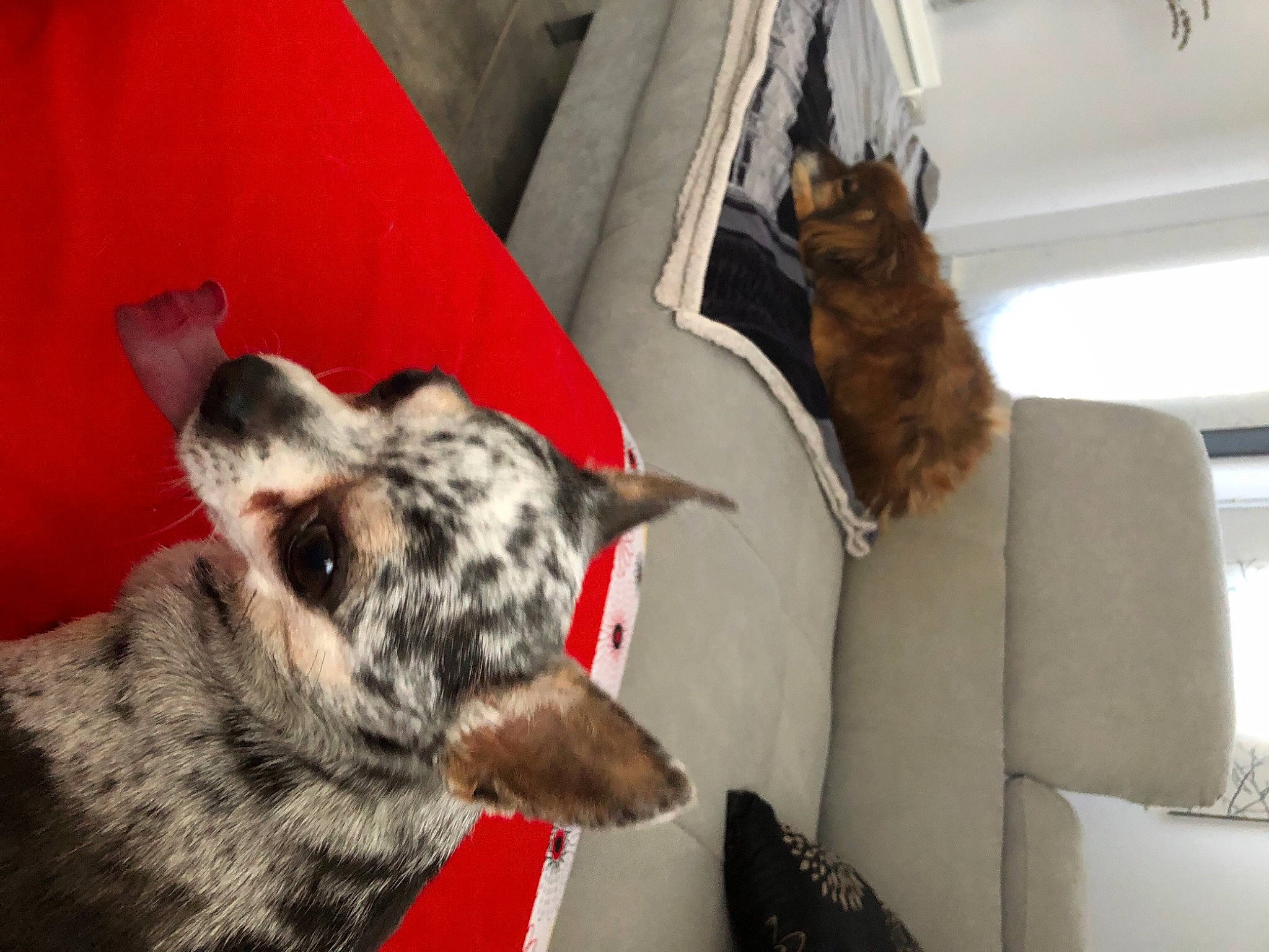 Crunchy a rejoint le concours — aidez-le/la à gagner de superbes lots ! canidae, carnivore, cat, comfort, companion_dog, couch, dog, dog_breed, fawn, felidae, fur, mammal, paw, small_to_medium_sized_cats, snout, sporting_group, terrestrial_animal, texas_heeler, whiskers, working_animal