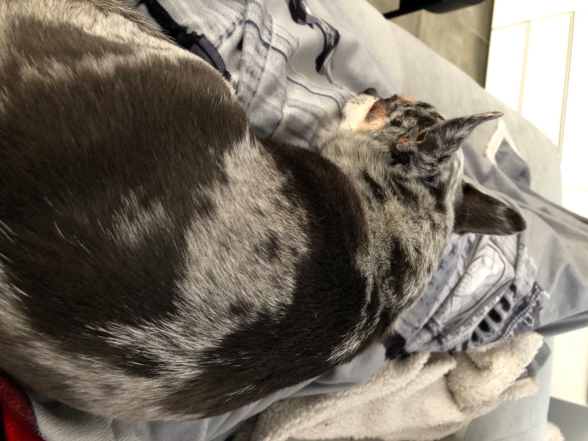 Crunchy participe au concours pour gagner de l'argent avec cette photo : black_cat, canidae, carnivore, cat, claw, comfort, dog_breed, domestic_short_haired_cat, felidae, fur, grey, human_leg, linens, paw, small_to_medium_sized_cats, snout, sporting_group, tail, whiskers, window