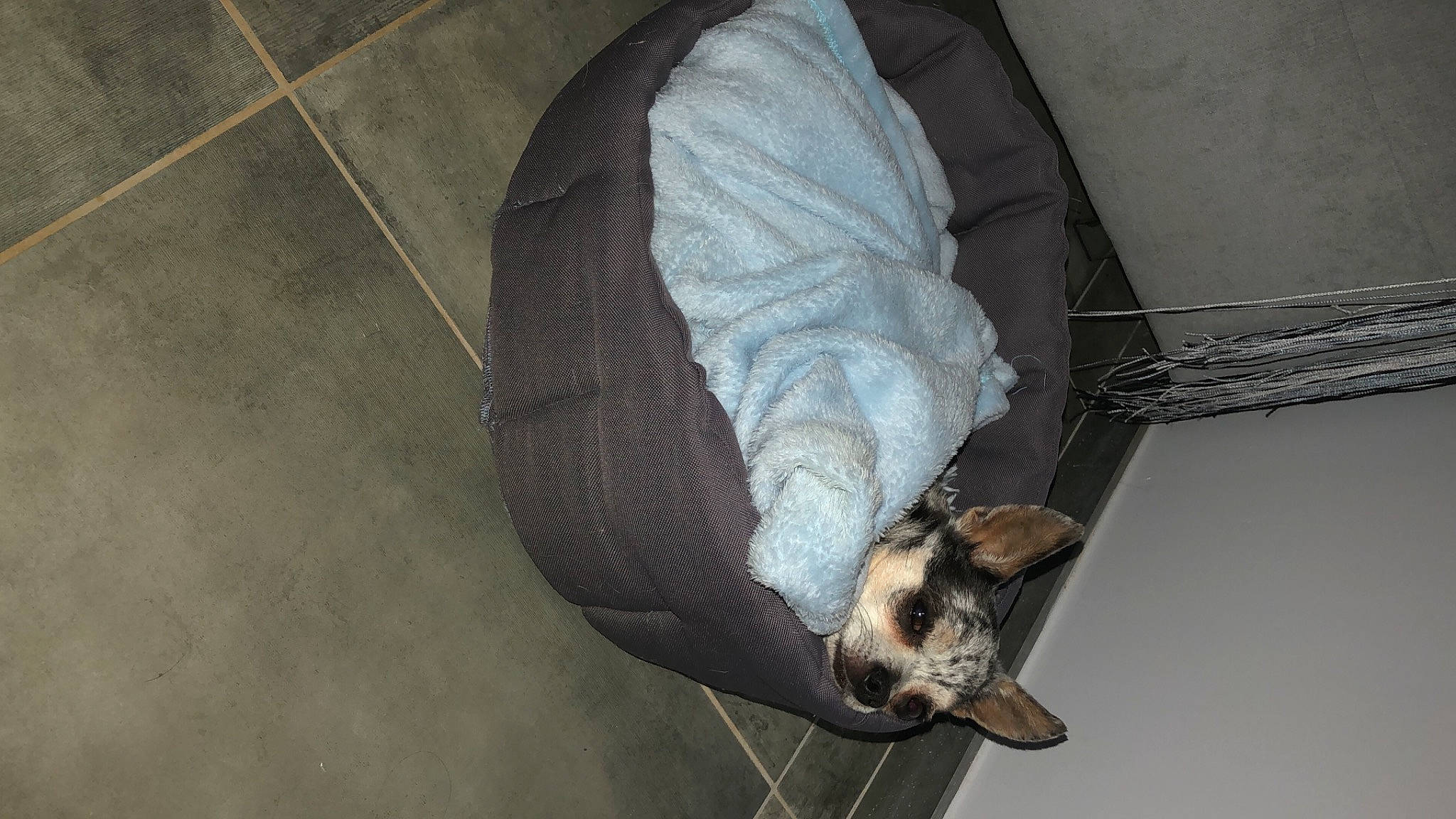 Crunchy participe au concours pour gagner de l'argent avec cette photo : auto_part, baby_products, bat, carnivore, comfort, fashion_accessory, flooring, fur, grey, metal, musical_instrument, pet_supply, room, sporting_group, tail, wing, wire, wood