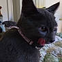 cat, gray_cat, pet, indoor, collar, tongue_out, bed, blanket, lamp, furniture, home, animal, cute, domestic_animal, fur, ears, whiskers, eyes, tongue, neck